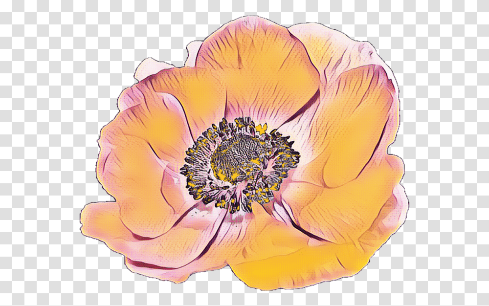 Background Anemone, Plant, Petal, Flower, Blossom Transparent Png