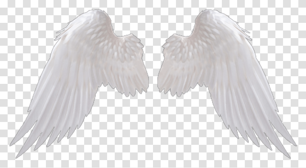 Background Angel Wings, Bird, Animal, Eagle Transparent Png