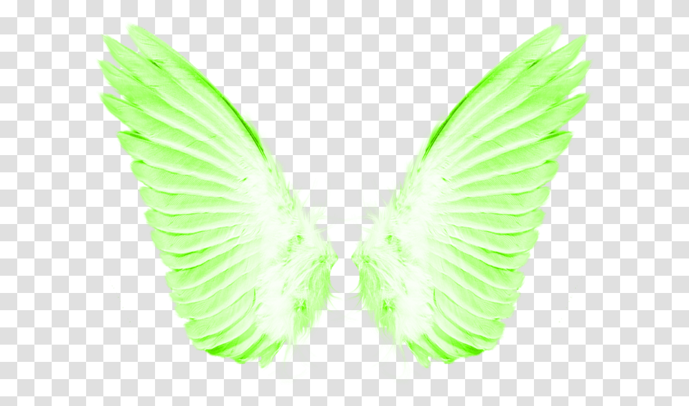 Background Angel Wings, Bird, Animal, Dish, Meal Transparent Png