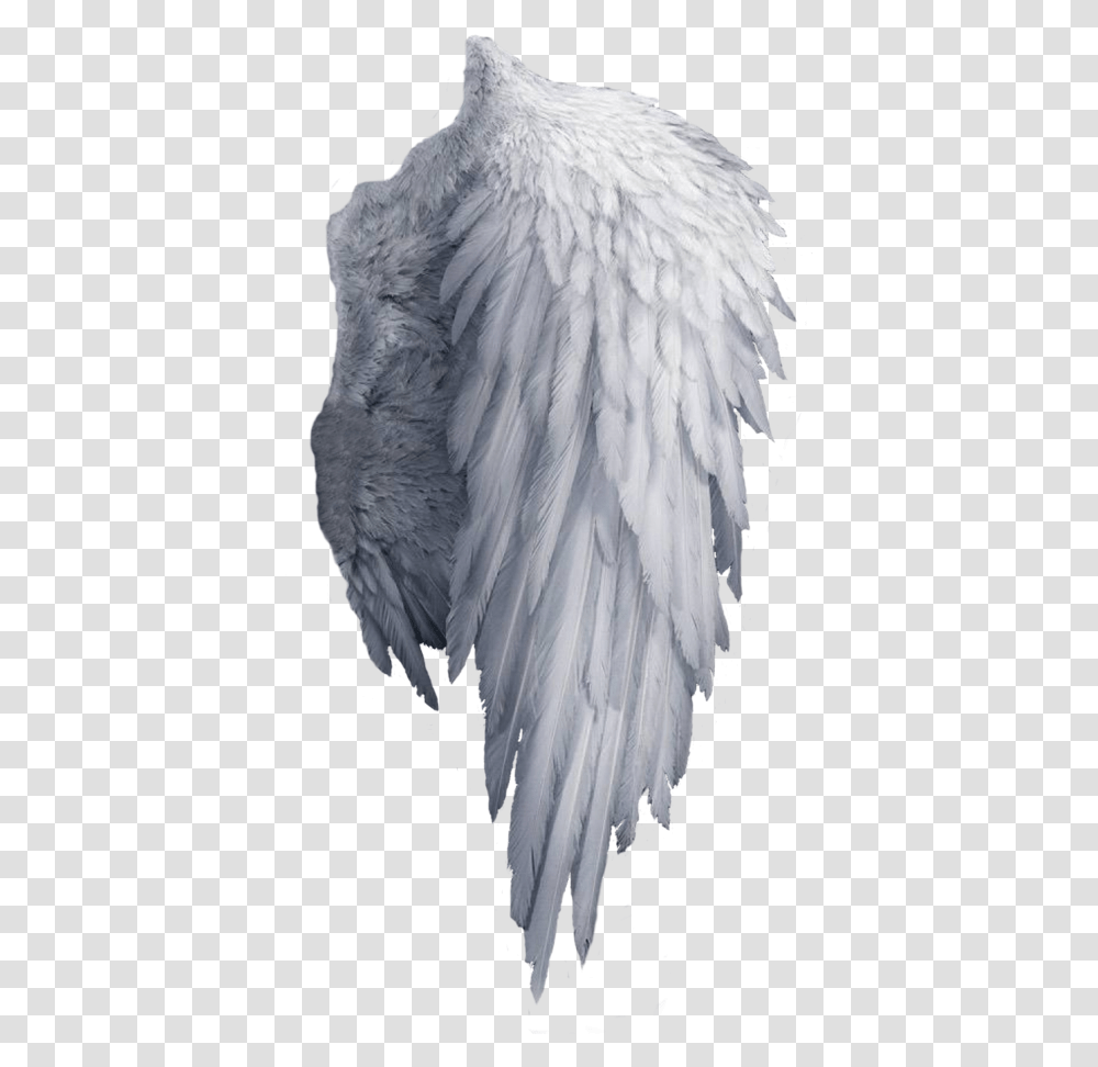 Background Angel Wings, Bird, Animal, Flying, Seagull Transparent Png