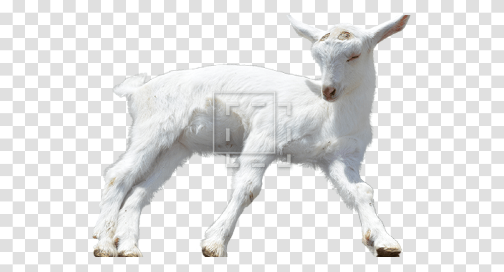Background Baby Goats Baby Goat No Background, Mammal, Animal, Dog, Pet Transparent Png