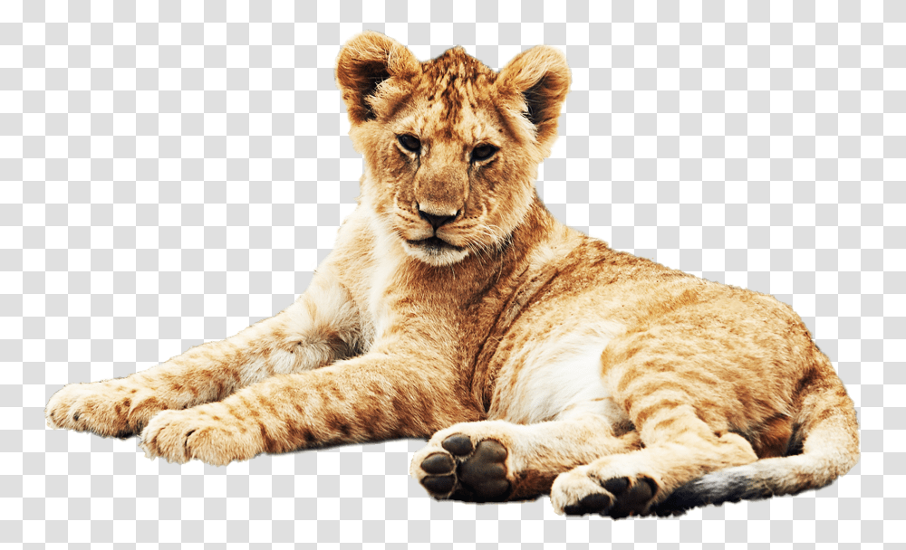 Background Background Animal, Lion, Wildlife, Mammal, Tiger Transparent Png