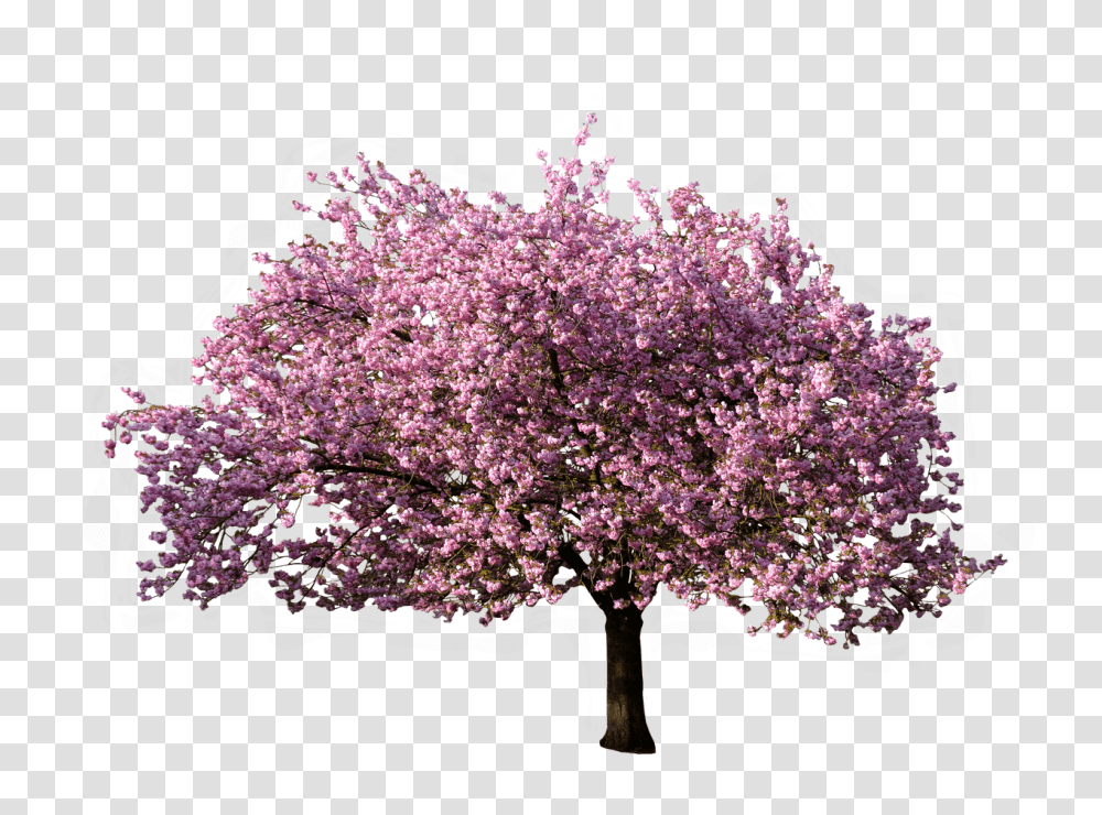Background Background Cherry Blossom Tree, Plant, Flower, Outdoors, Lilac Transparent Png