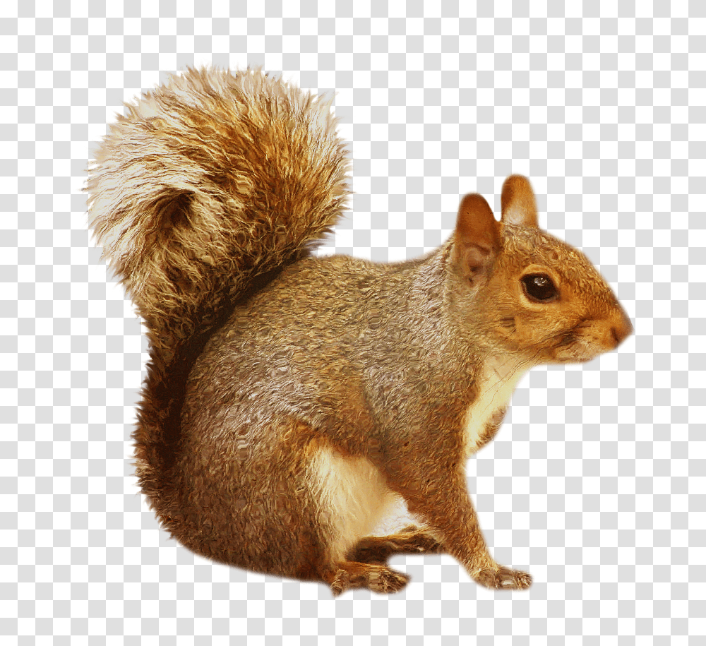 Background Background Squirrel Clipart, Rodent, Mammal, Animal, Cat Transparent Png