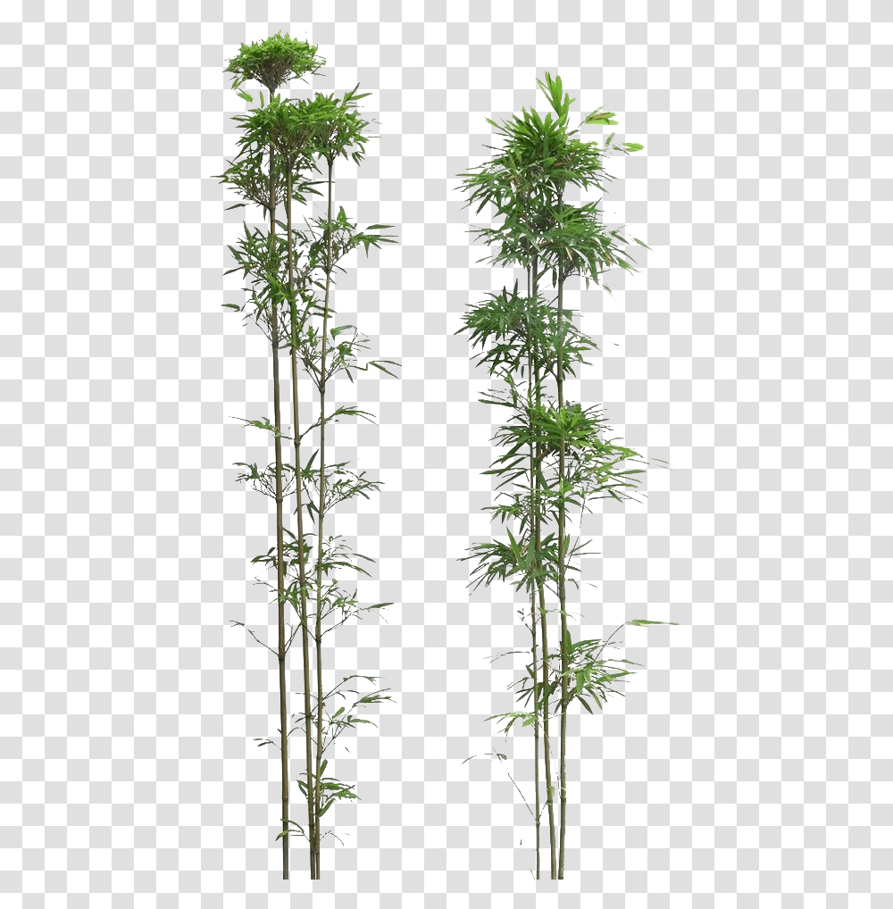 Background Bamboo, Plant, Tree, Conifer, Flower Transparent Png
