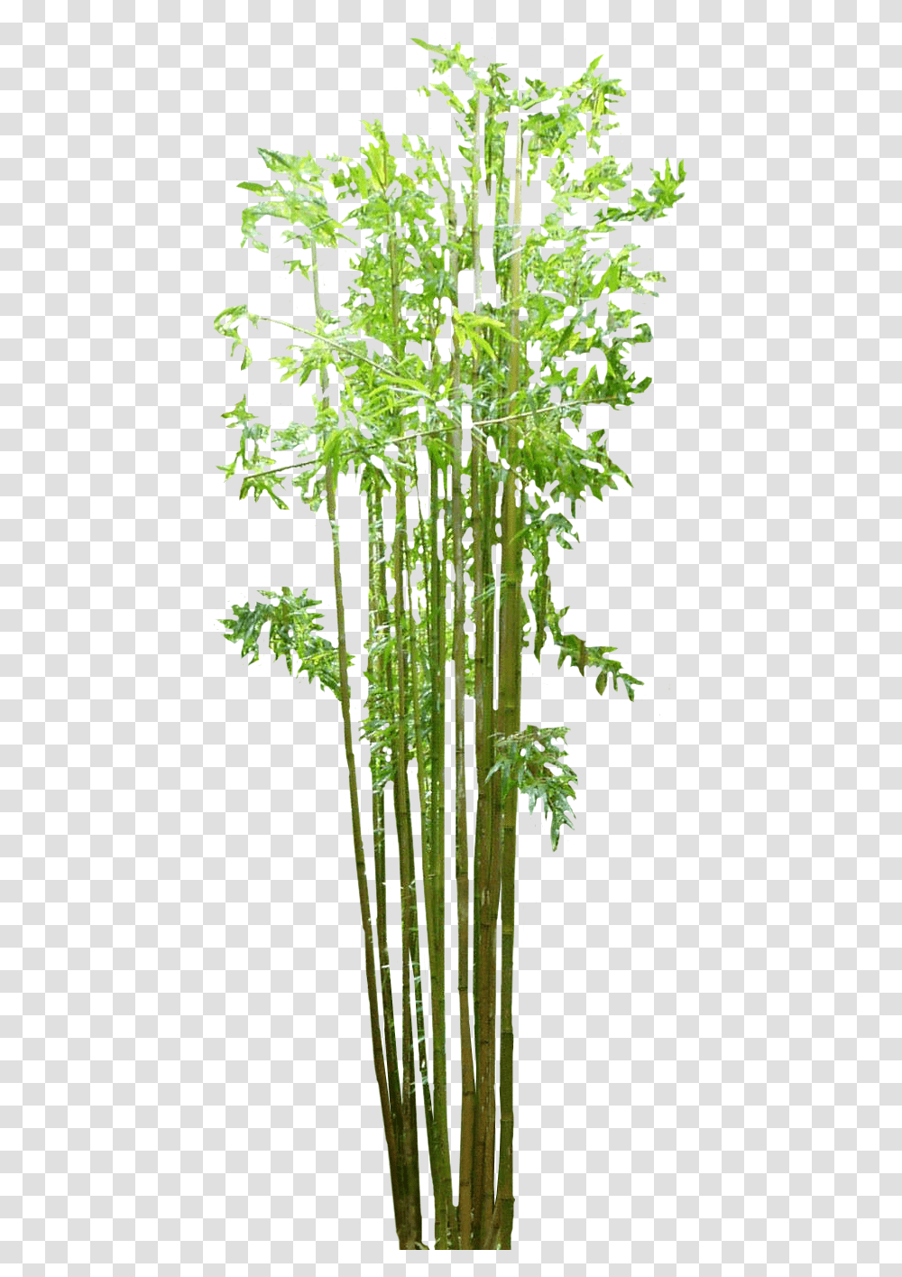 Background Bamboo Tree, Plant, Flower, Blossom Transparent Png