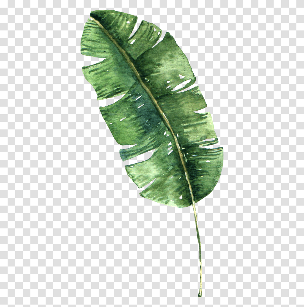 Background Banana Leaves Clipart, Leaf, Plant, Veins, Flower Transparent Png