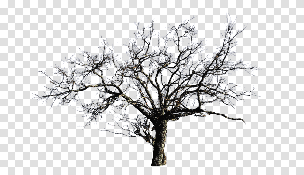 Background Bare Tree, Nature, Outdoors, Plant, Ice Transparent Png