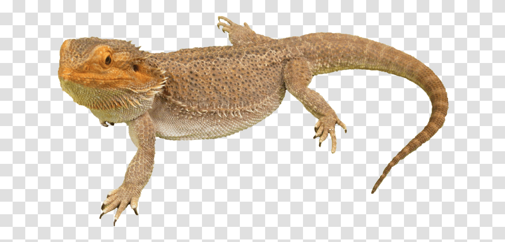 Background Bearded Dragon Clipart Bearded Dragon Background, Lizard, Reptile, Animal, Gecko Transparent Png