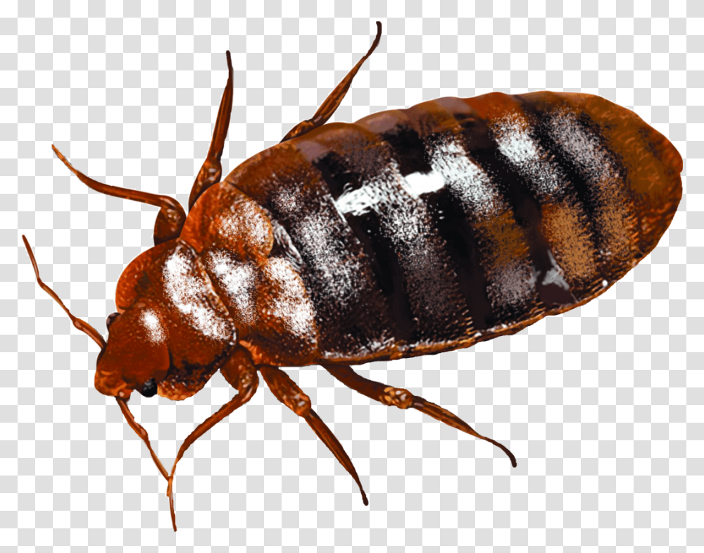 Background Bed Bug, Insect, Invertebrate, Animal, Lobster Transparent Png