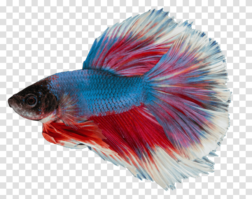 Background Betta Fish, Animal, Bird, Goldfish Transparent Png