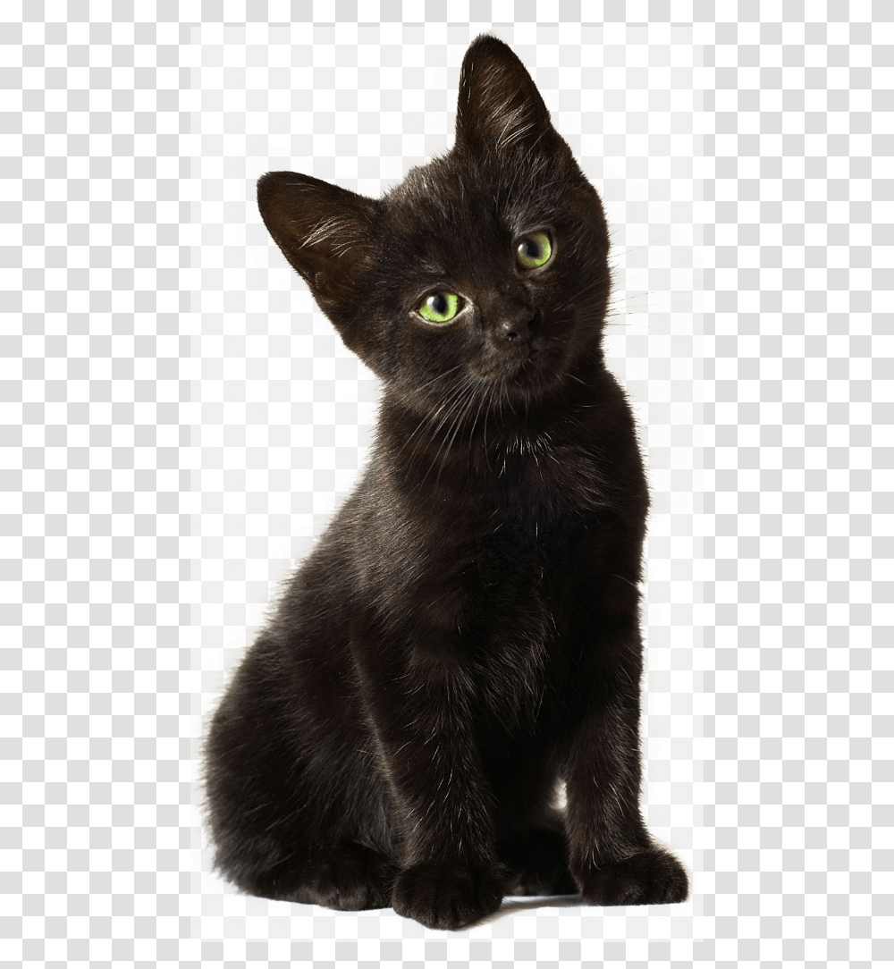 Background Black Cat, Pet, Mammal, Animal Transparent Png