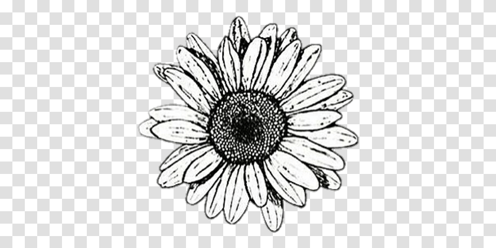Background Black White Flower Cute Black And White Aesthetic Stickers, Plant, Daisy, Daisies, Petal Transparent Png