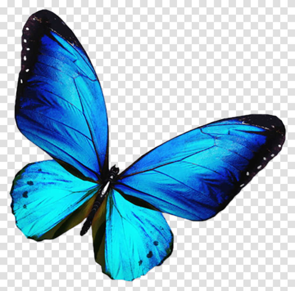 Background Blue Butterfly, Insect, Invertebrate, Animal, Monarch Transparent Png