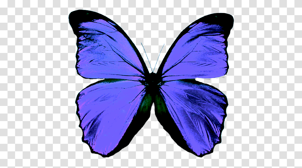 Background Blue Butterfly, Insect, Invertebrate, Animal, Pattern Transparent Png