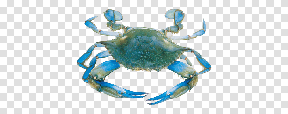 Background Blue Crab Clipart Do Blue Crabs Live, Seafood, Sea Life, Animal, King Crab Transparent Png