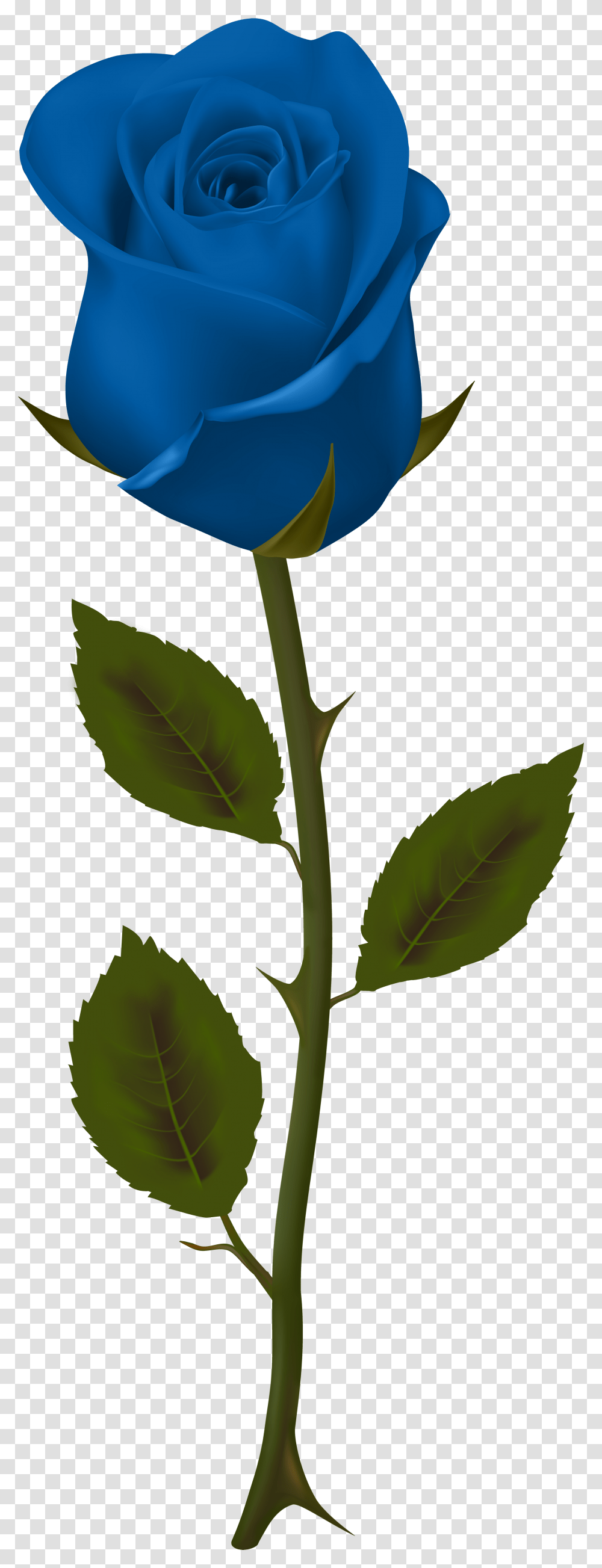 Background Blue Roses Blue Rose No Background, Plant, Flower, Blossom, Leaf Transparent Png