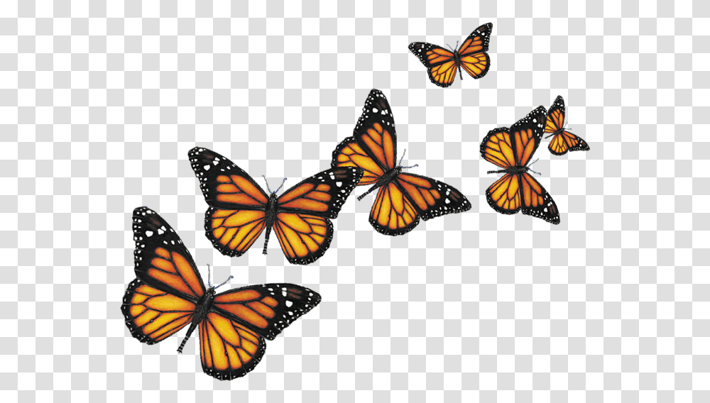 Background Butterflies, Monarch, Butterfly, Insect, Invertebrate Transparent Png