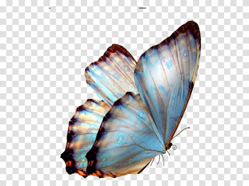 Background Butterfly, Animal, Invertebrate, Insect, Photography Transparent Png