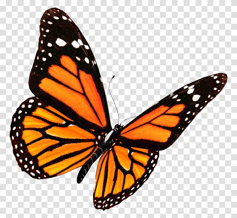 Background Butterfly, Monarch, Insect, Invertebrate, Animal Transparent Png