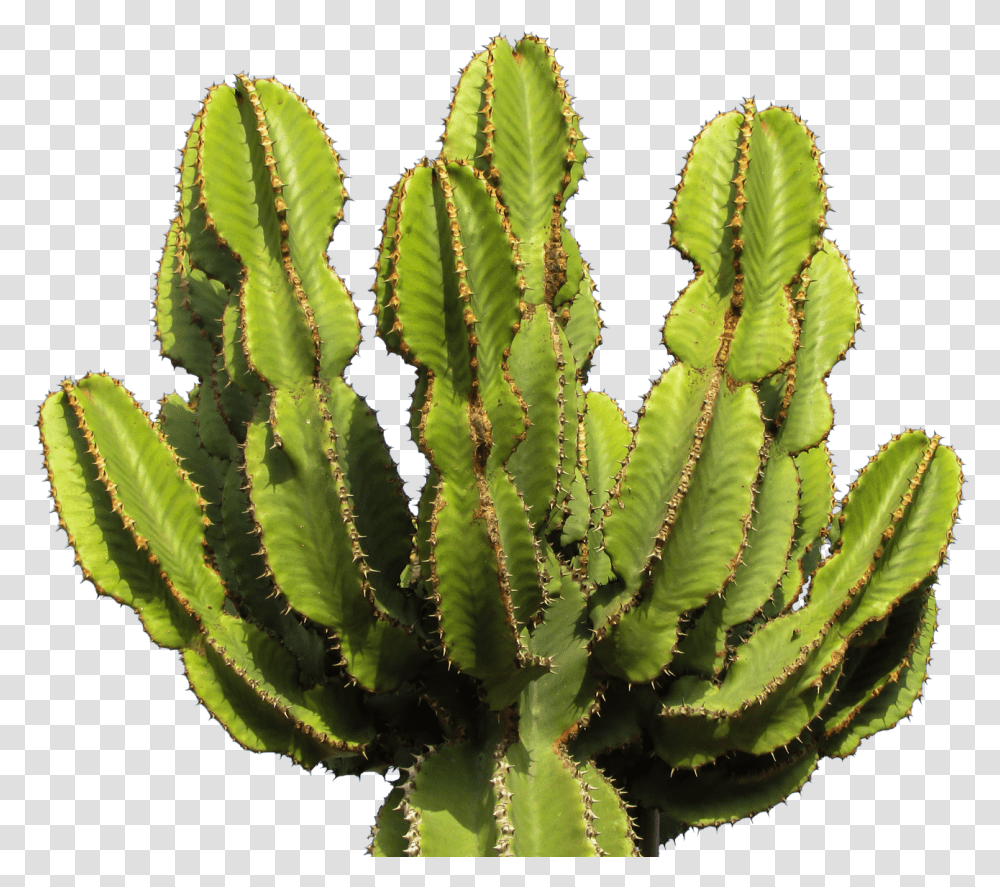 Background Cactus, Plant Transparent Png