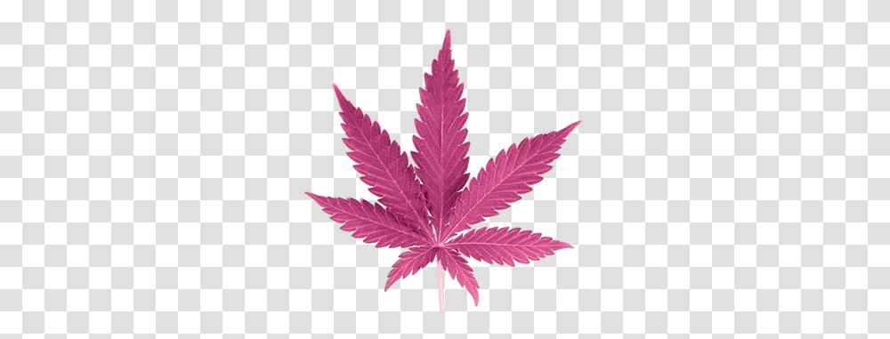 Background Cannabis Leaf, Plant, Tree, Maple Leaf Transparent Png