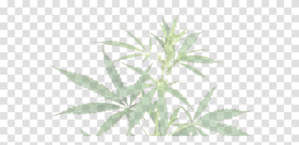 Background Cannabis, Plant, Hemp, Weed Transparent Png