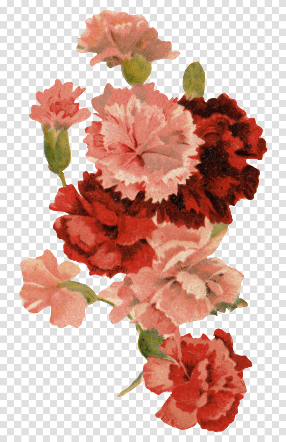 Background Carnation, Plant, Flower, Blossom Transparent Png