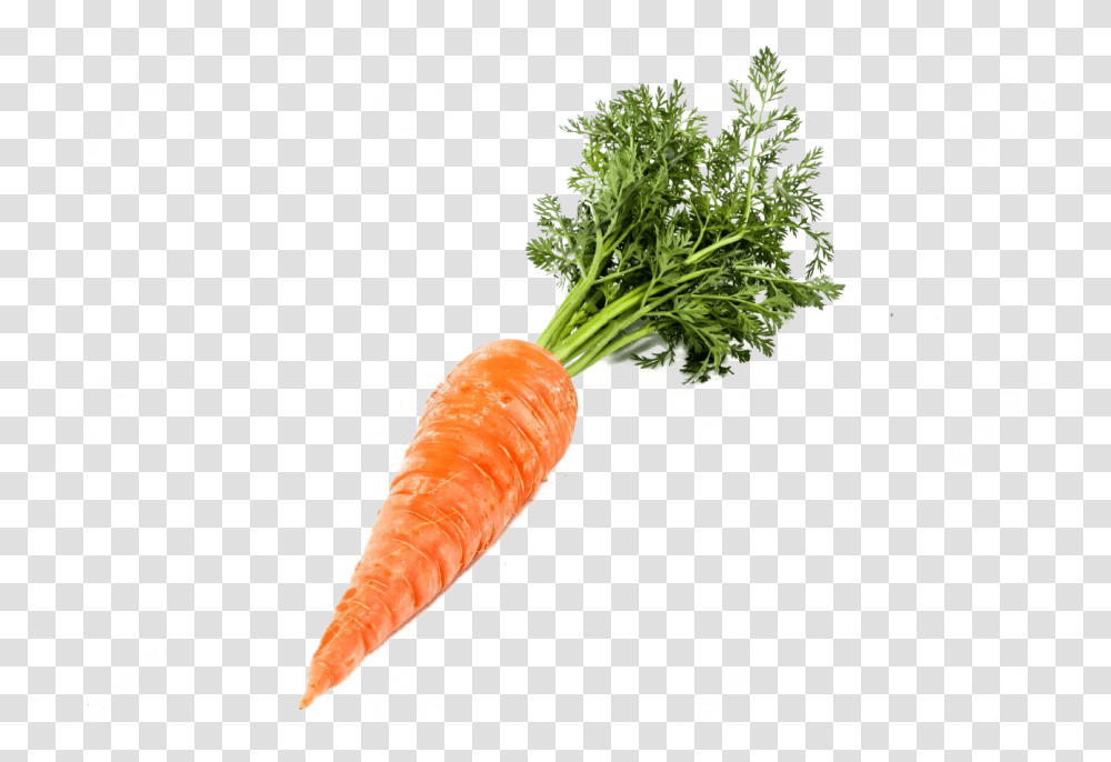 Background Carrot Background Carrot, Plant, Vegetable, Food, Soccer Ball Transparent Png
