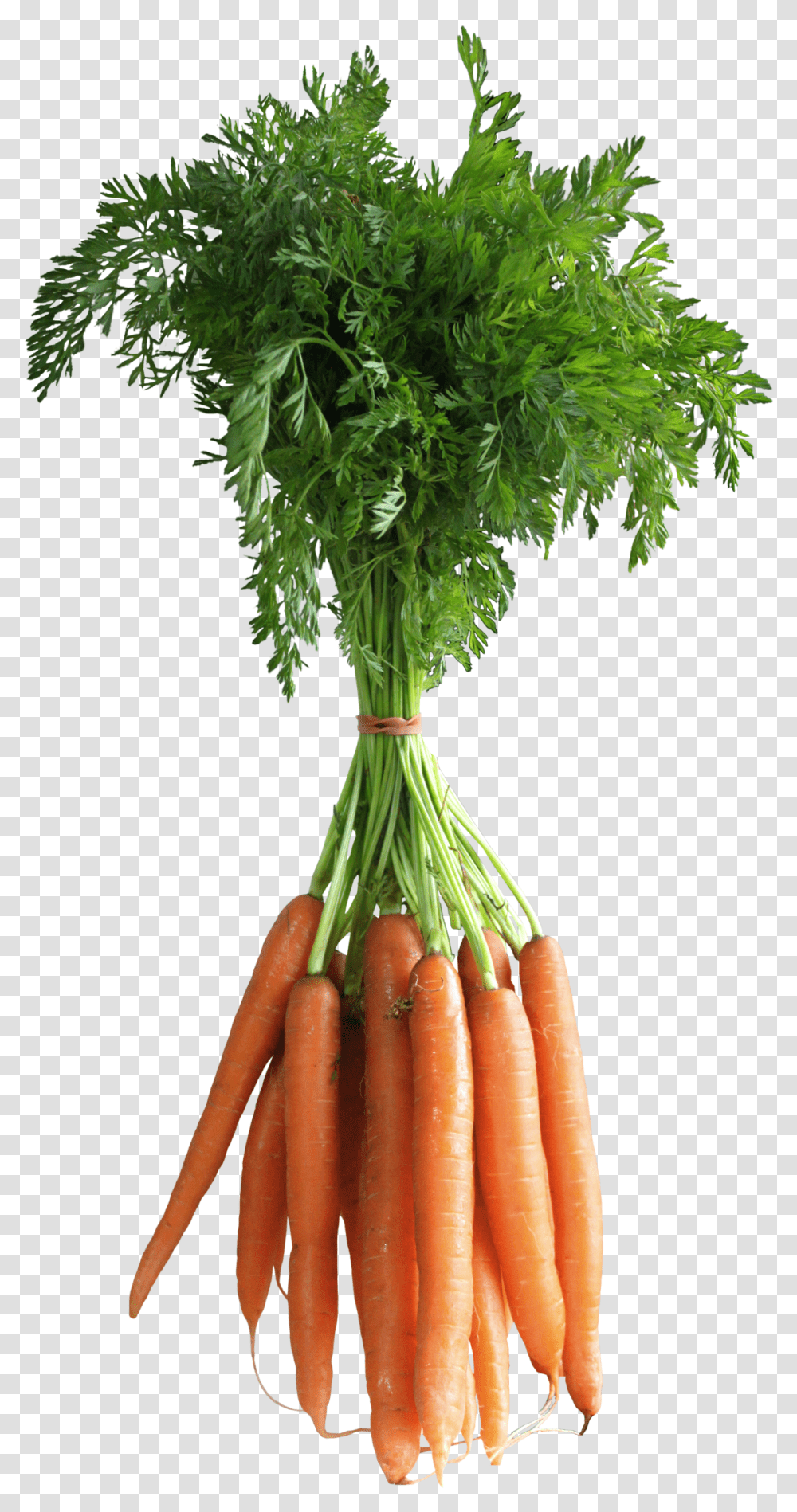 Background Carrot Leaf, Plant, Vegetable, Food, Root Transparent Png