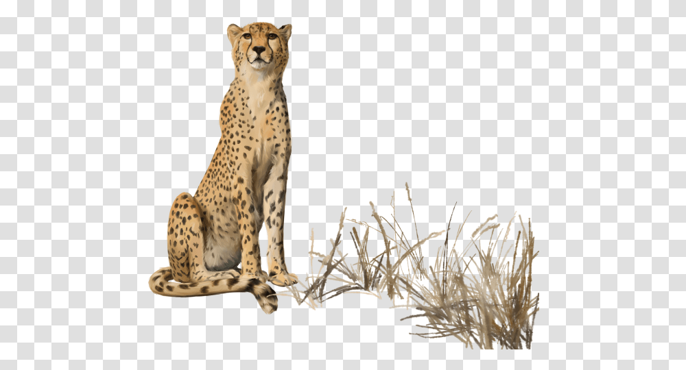 Background Cheetah Sitting, Wildlife, Mammal, Animal, Panther Transparent Png