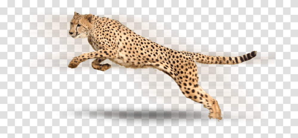 Background Cheetah, Wildlife, Mammal, Animal, Panther Transparent Png