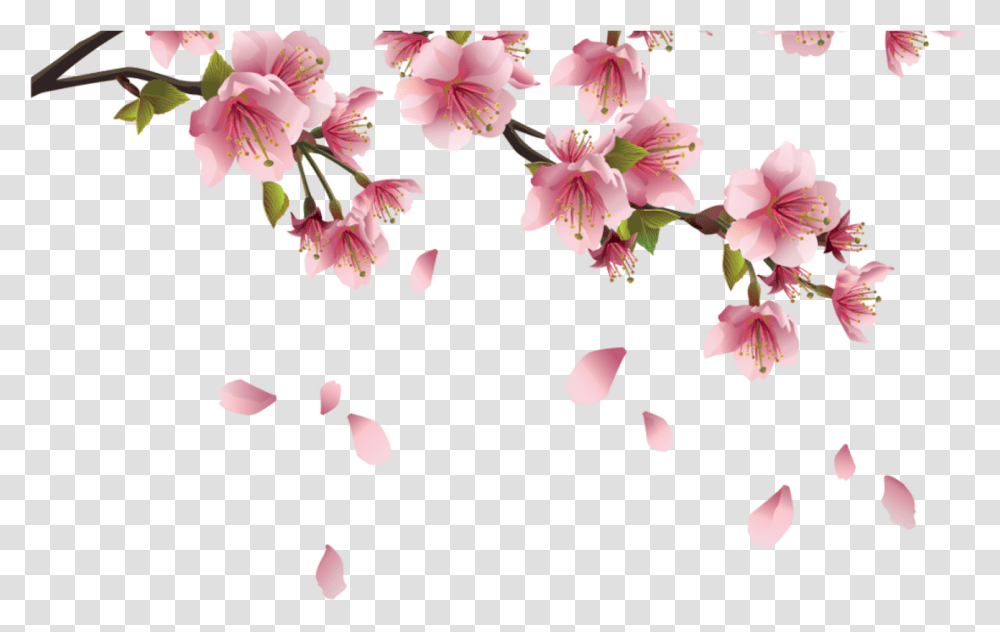 Background Cherry Blossom, Plant, Flower, Petal, Anther Transparent Png