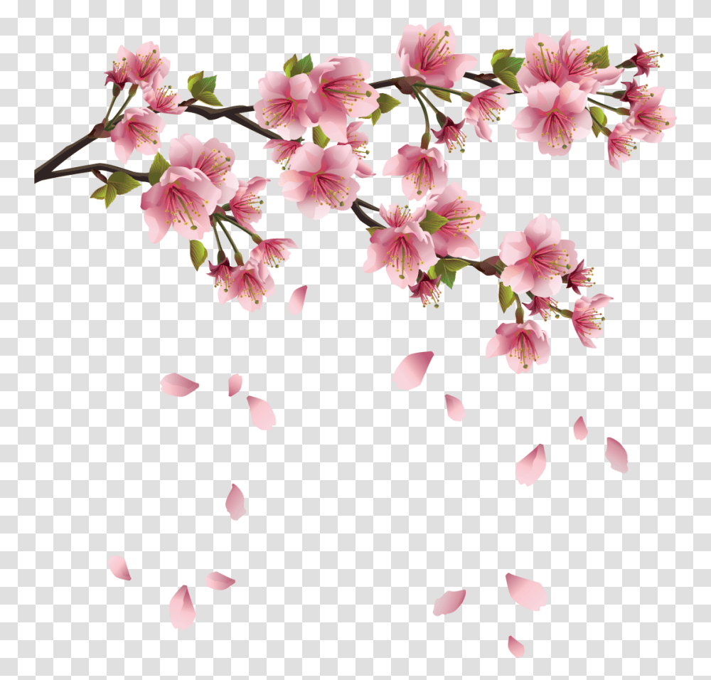 Background Cherry Blossom, Plant, Flower, Petal, Geranium Transparent Png