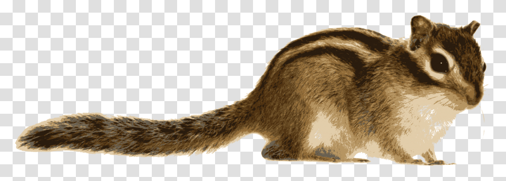 Background Chipmunk Clipart, Kangaroo, Mammal, Animal, Wallaby Transparent Png