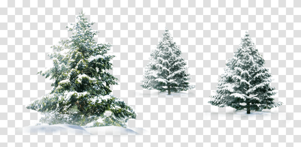 Background Christmas Snow, Tree, Plant, Ornament, Christmas Tree Transparent Png
