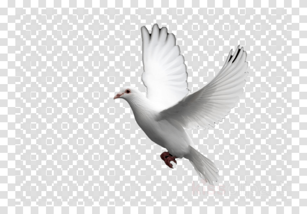 Background Chrome Icon, Bird, Animal, Dove, Pigeon Transparent Png