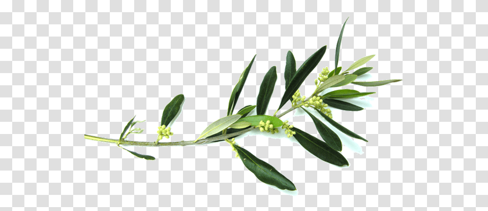 Background Clipart Olive Branch Olive Branch, Plant, Leaf, Flower, Blossom Transparent Png
