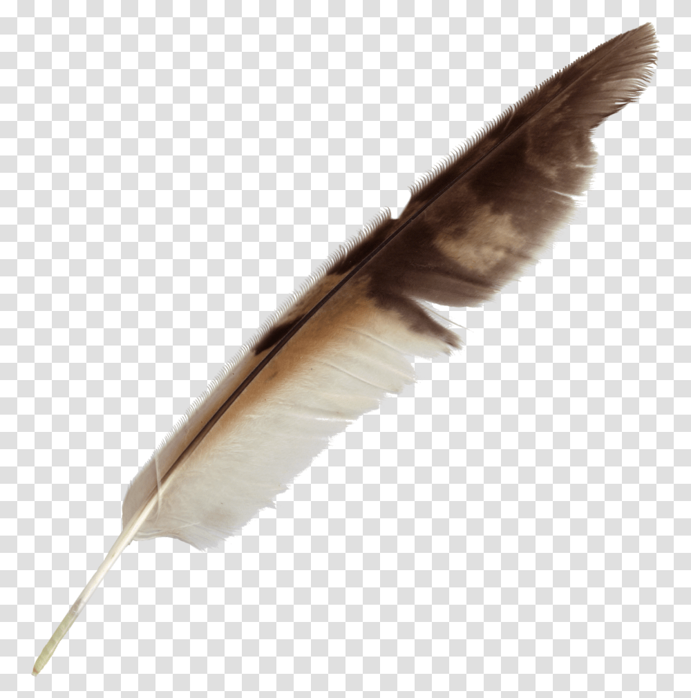 Background Clipart Quill Background Feather Pen, Bottle, Bird, Animal, Ink Bottle Transparent Png