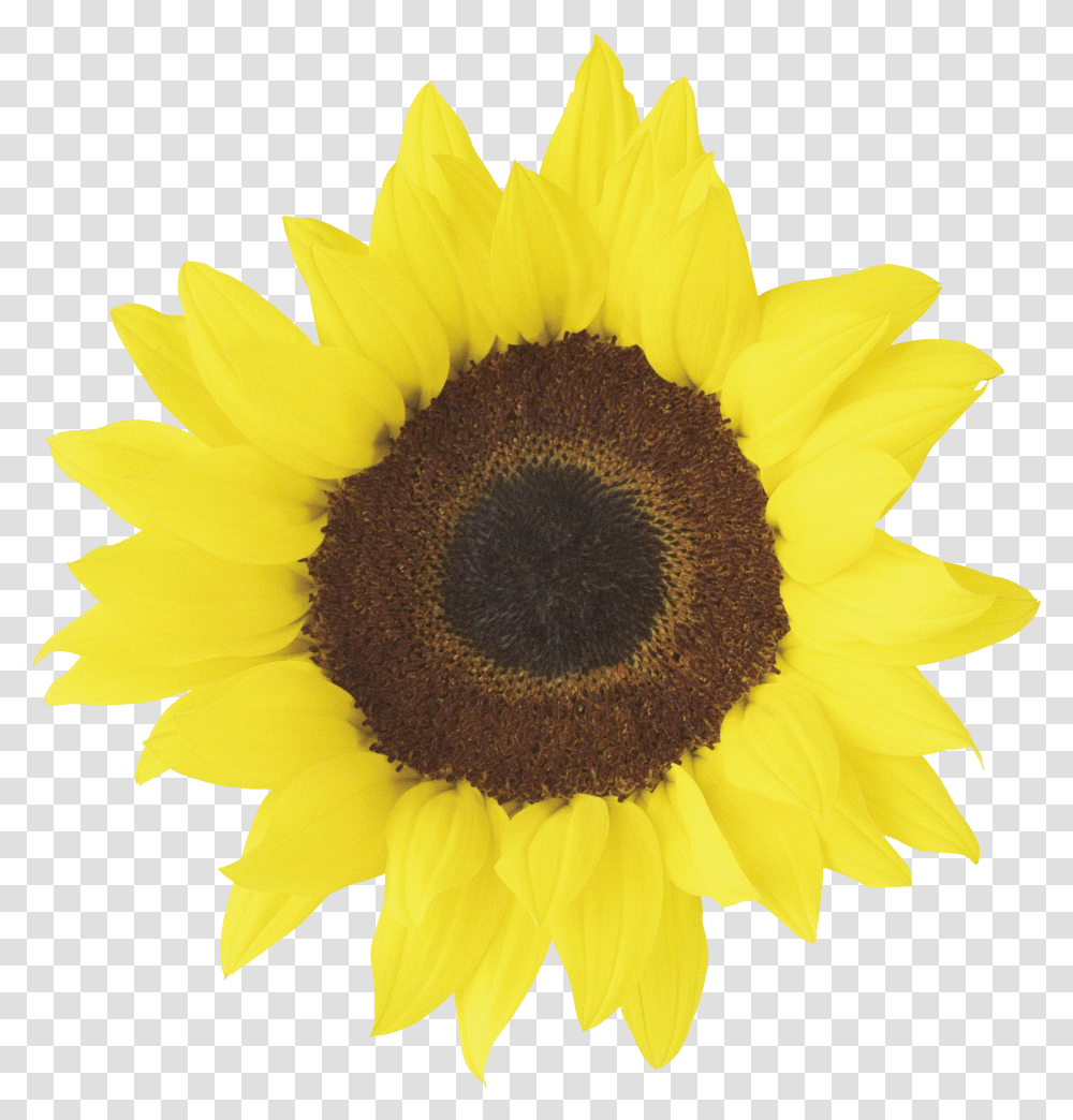 Background Clipart Sunflower Printable Transparent Png
