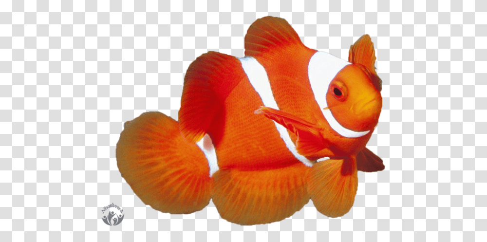 Background Clownfish, Animal, Amphiprion, Sea Life, Goldfish Transparent Png