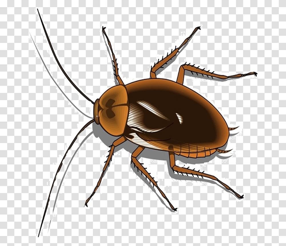 Background Cockroach Clipart, Insect, Invertebrate, Animal, Bow Transparent Png