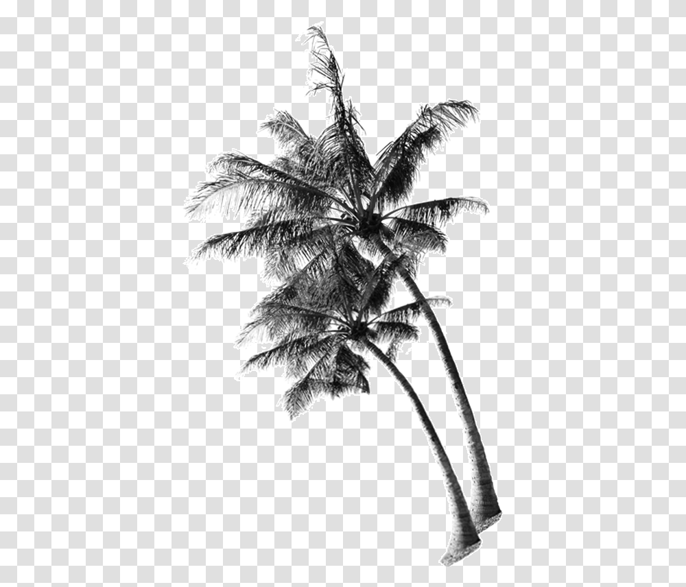 Background Coconut Tree, Leaf, Plant, Bird, Animal Transparent Png