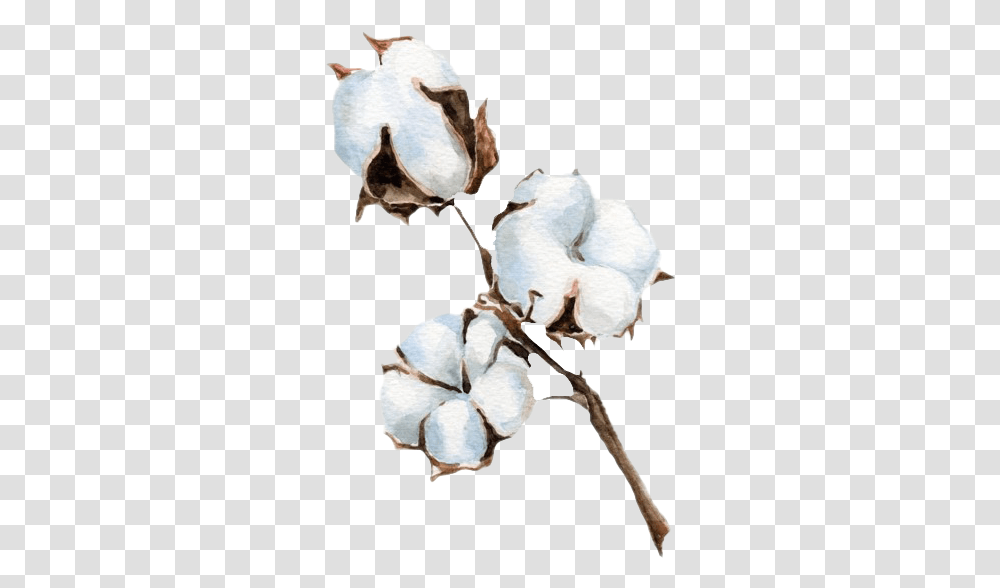 Background Cotton Plant Transparent Png