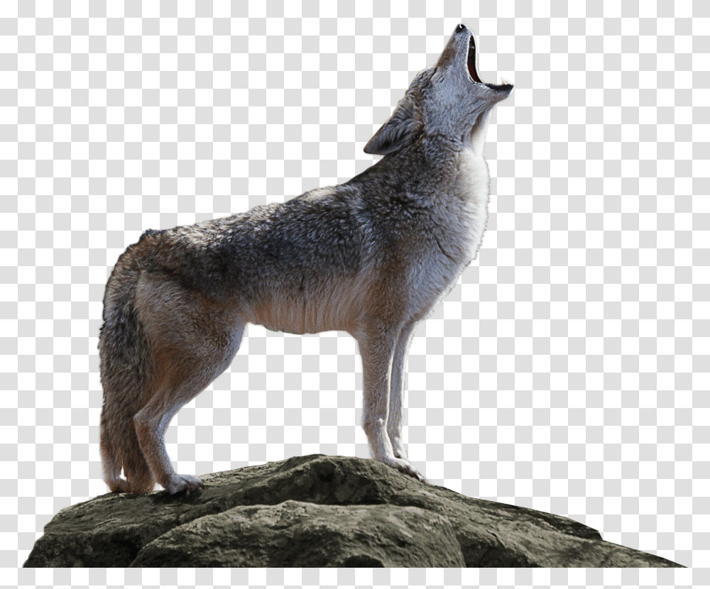 Background Coyote, Kangaroo, Mammal, Animal, Wallaby Transparent Png