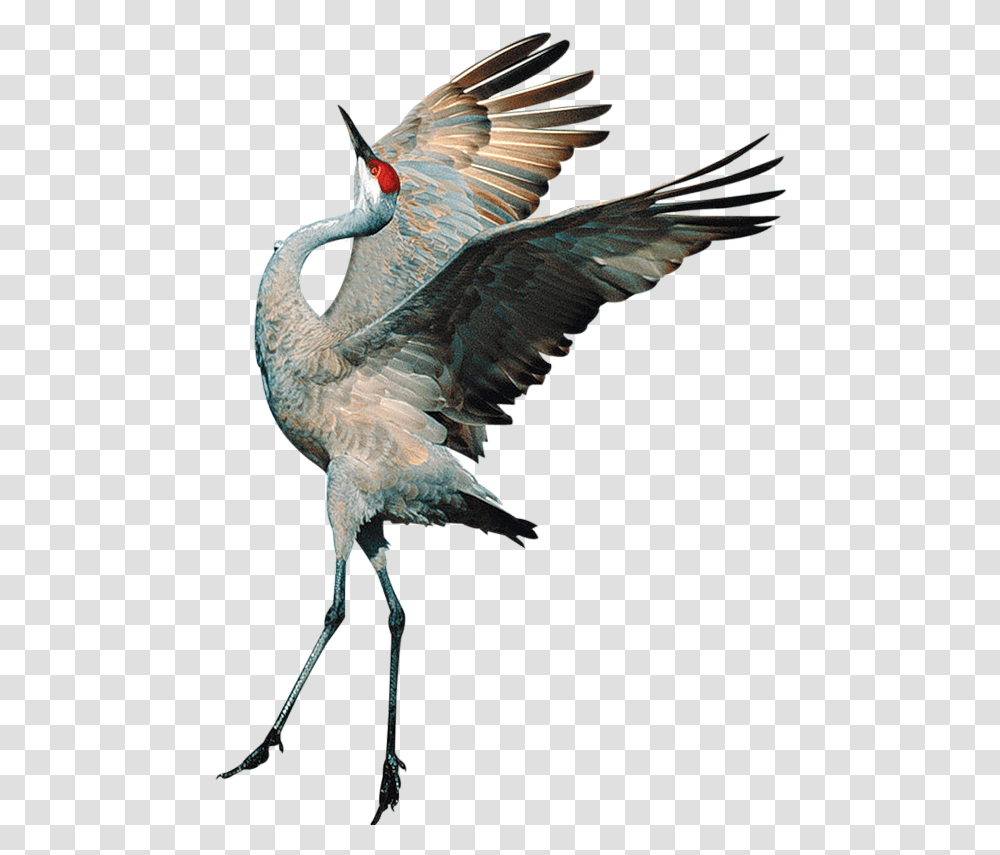 Background Crane Bird Crane Bird, Animal, Waterfowl, Stork, Heron Transparent Png