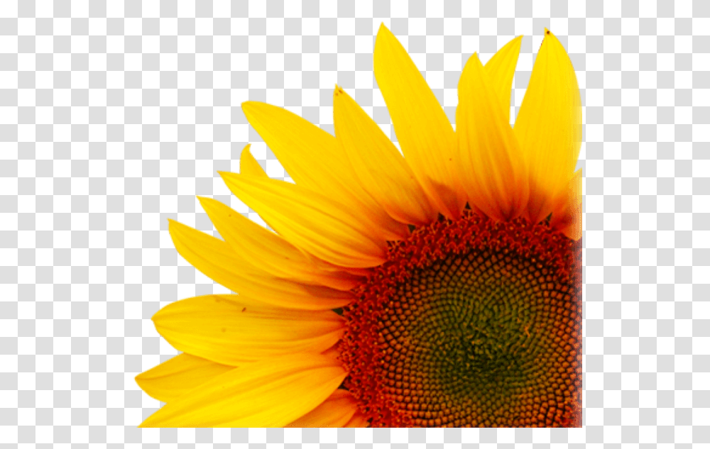 Background Creative Sunflower, Plant, Blossom Transparent Png