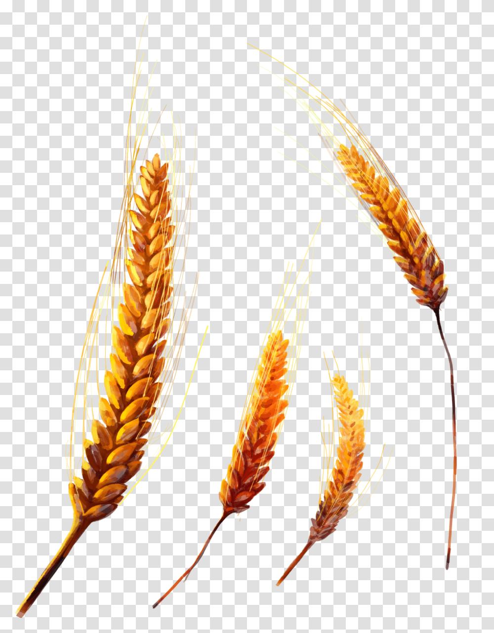 Background Crops, Plant, Vegetable, Food, Grain Transparent Png