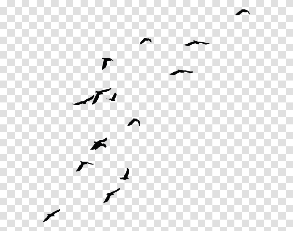 Background Crows Clipart Download Bird With Invisible Background, Nature, Outdoors, Astronomy, Outer Space Transparent Png