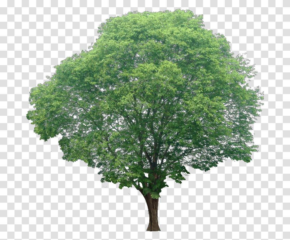 Background Cut Tree, Plant, Maple, Oak, Sycamore Transparent Png